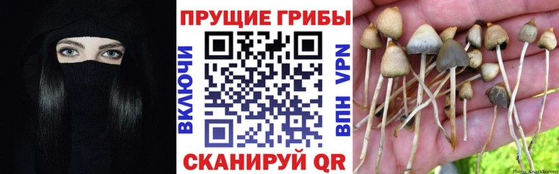 закладки  мега ONION  Псилоцибиновые грибы Cubensis  Зверево 
